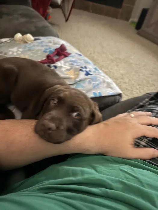 PetSmart Veterinary Services - West Maple Picture 7