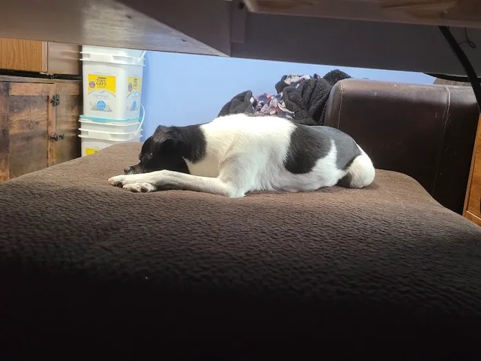 Elkhorn Animal Hospital Picture 4