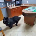 Elkhorn Animal Hospital