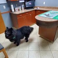 Elkhorn Animal Hospital ico