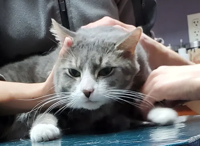 Elkhorn Animal Hospital Picture 5