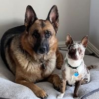 Animal Center West Omaha ico