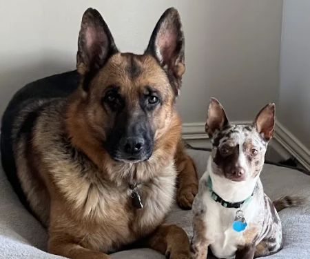 Animal Center West Omaha