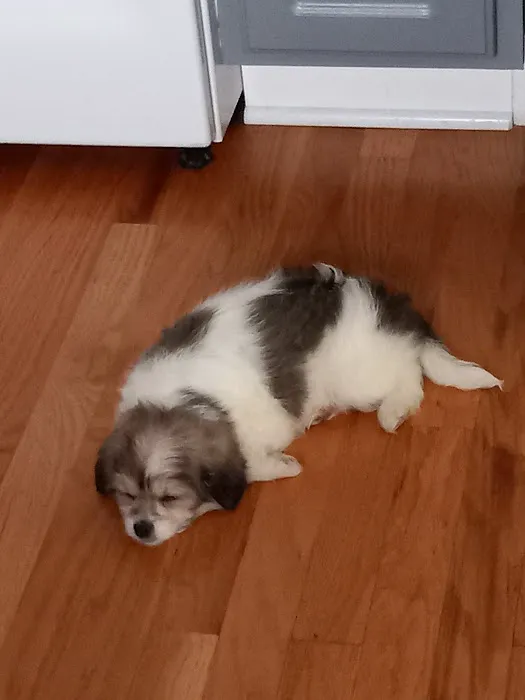 Animal Center West Omaha Picture 4