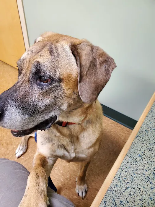 Best Care Pet Hospital Picture 2