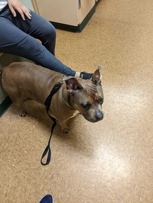 Best Care Pet Hospital Picture 1