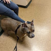 Best Care Pet Hospital ico