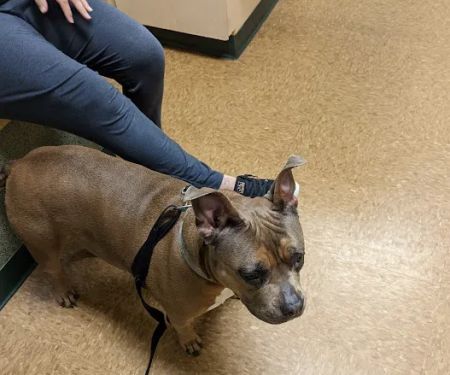 Best Care Pet Hospital