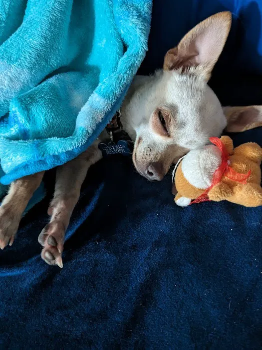 Best Care Pet Hospital Picture 5