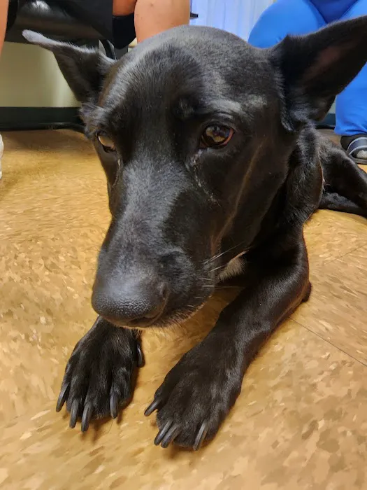 Best Care Pet Hospital Picture 3