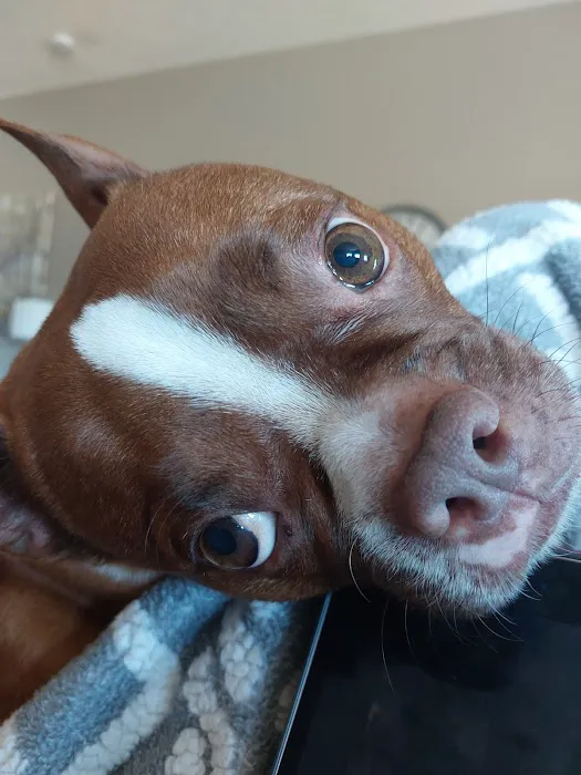 Best Care Pet Hospital Picture 6