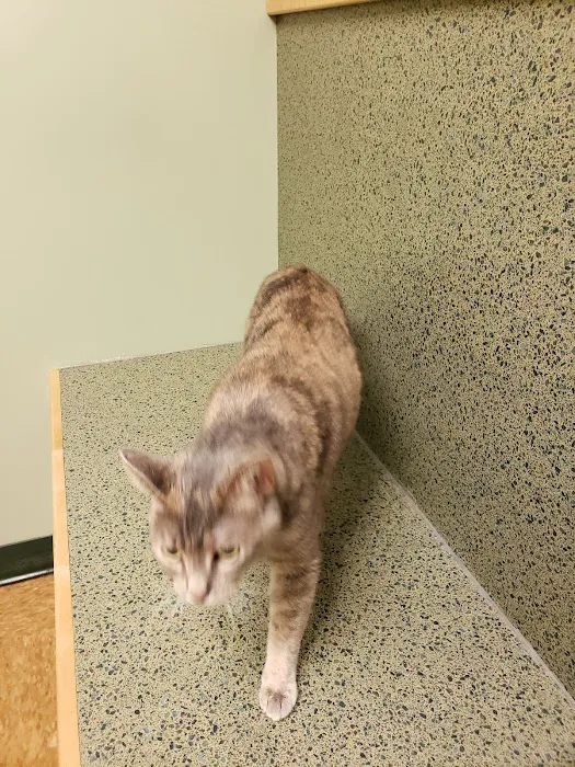 Best Care Pet Hospital Picture 8