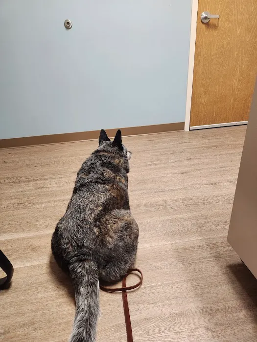 Best Care Pet Hospital Picture 7