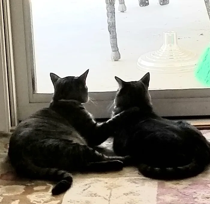 Animal Clinic Suburban Picture 2