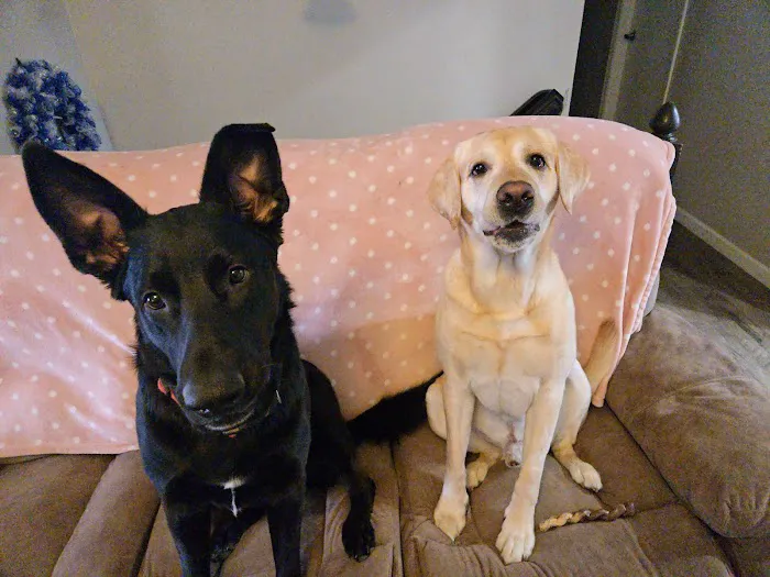 Animal Clinic Suburban Picture 1