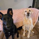 Animal Clinic Suburban