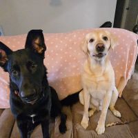 Animal Clinic Suburban ico