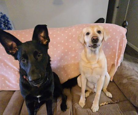 Animal Clinic Suburban