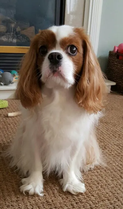 Animal Clinic Suburban Picture 4