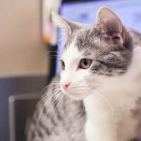 Prairie Lane Veterinary Hospital ico