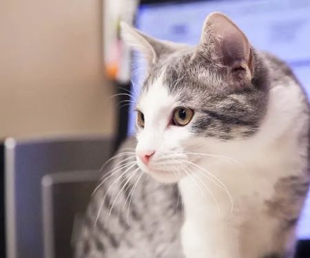 Prairie Lane Veterinary Hospital