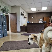 Verner Veterinary Clinic ico