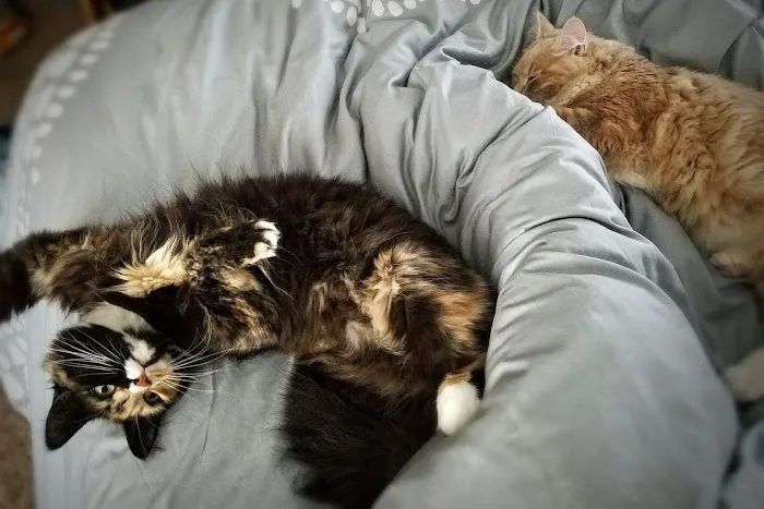 Animal Medical Clinic of Fremont Picture 3