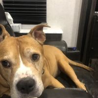 Animal Medical Clinic of Fremont ico