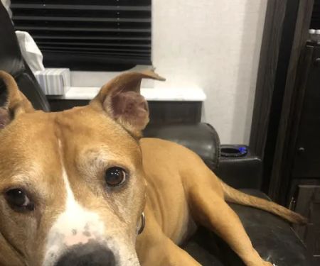 Animal Medical Clinic of Fremont