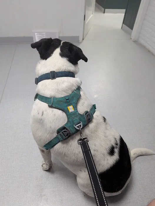 The Pet Hospital Picture 3