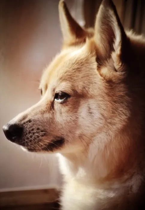 The Pet Hospital Picture 4