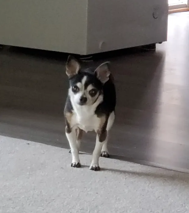 The Pet Hospital Picture 10