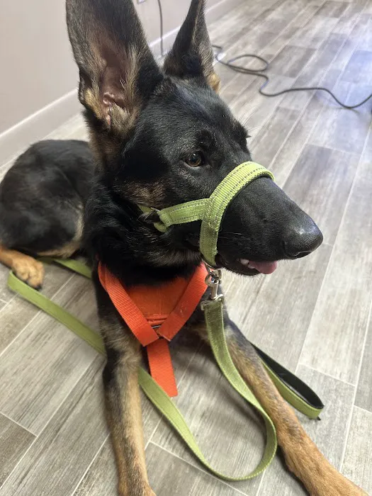 Animal Clinic Downtown Picture 1