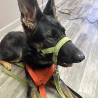 Animal Clinic Downtown ico