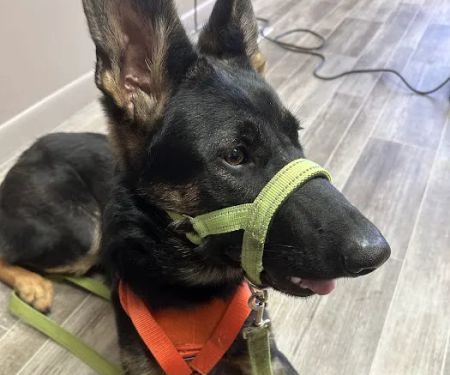 Animal Clinic Downtown