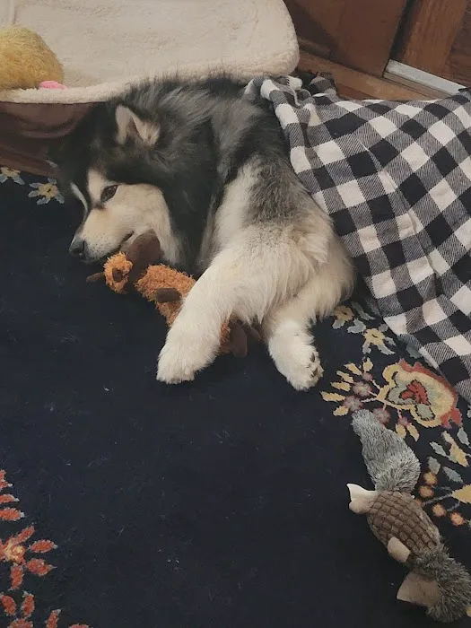 Animal Clinic Downtown Picture 4