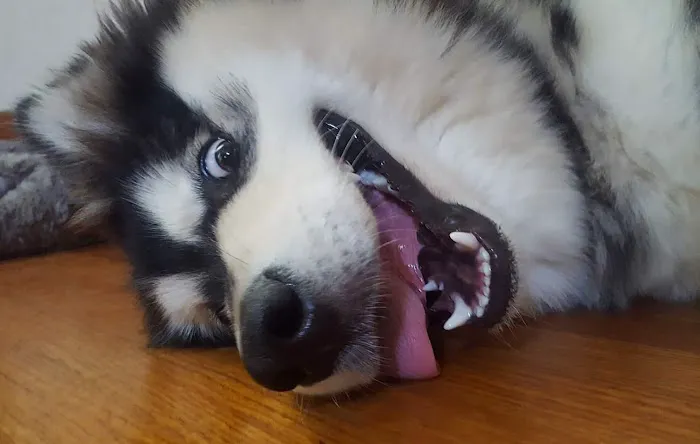 Animal Clinic Downtown Picture 6