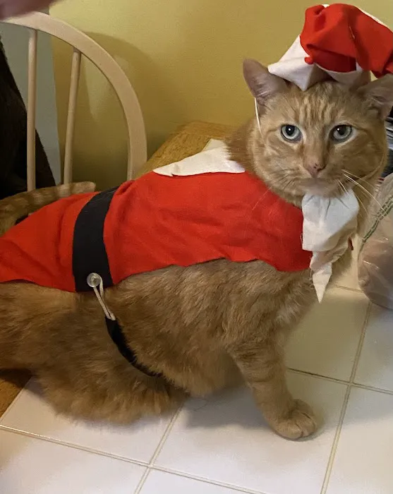 Animal Clinic Downtown Picture 5