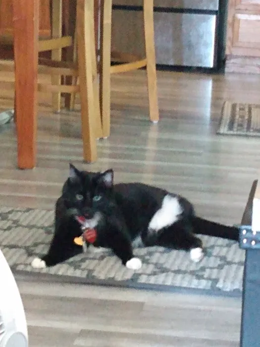 Animal Clinic Downtown Picture 8