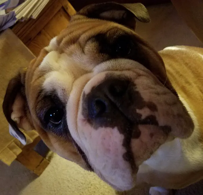 Animal Clinic Downtown Picture 9