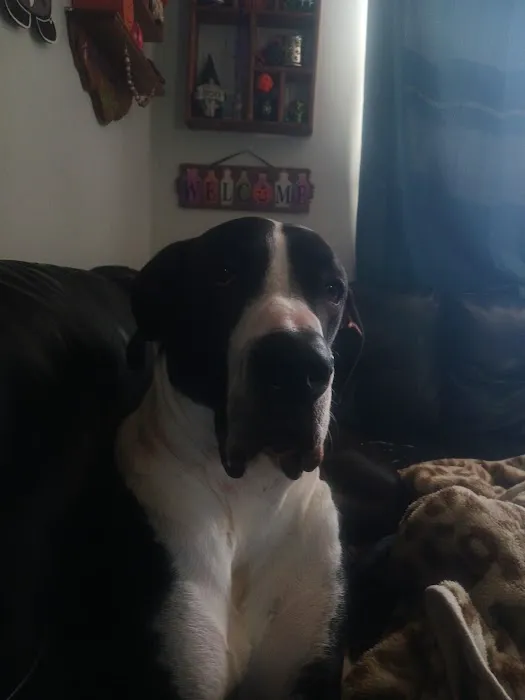 Animal Clinic Downtown Picture 10