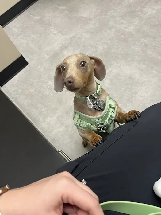 Valley Animal Hospital Picture 2