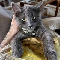 Valley Animal Hospital ico