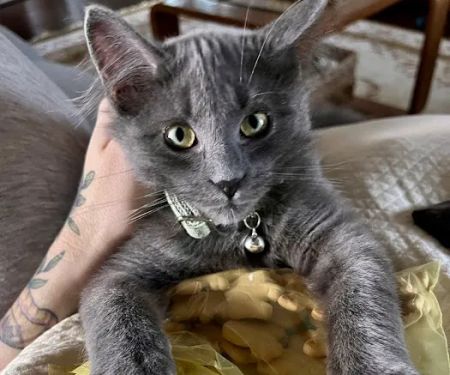 Valley Animal Hospital