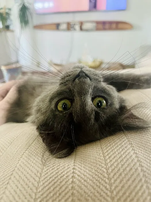 Valley Animal Hospital Picture 3