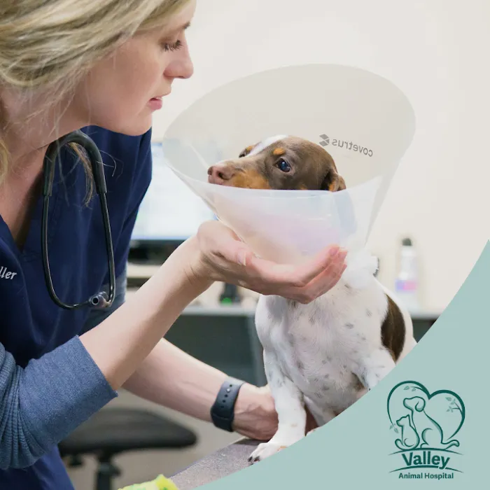 Valley Animal Hospital Picture 10