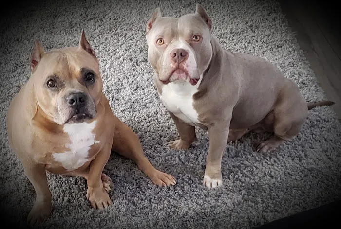 Skyline Veterinary Clinic Picture 1