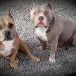 Skyline Veterinary Clinic