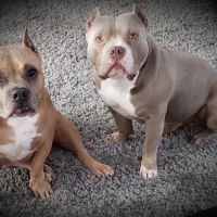 Skyline Veterinary Clinic ico