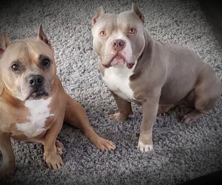 Skyline Veterinary Clinic